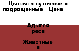 Цыплята суточные и подрощенные › Цена ­ 55 - Адыгея респ. Животные и растения » Птицы   . Адыгея респ.